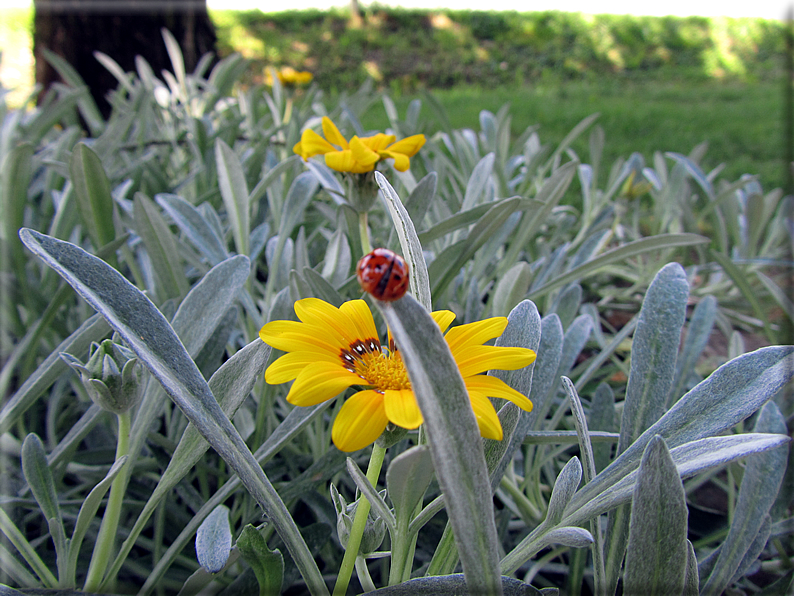 foto Fiori